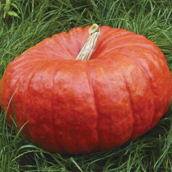 Тиква Мускат де Прованс 0,5 кг ( сото)