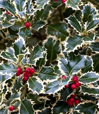 🌿 Падуб "Argentea Marginata"