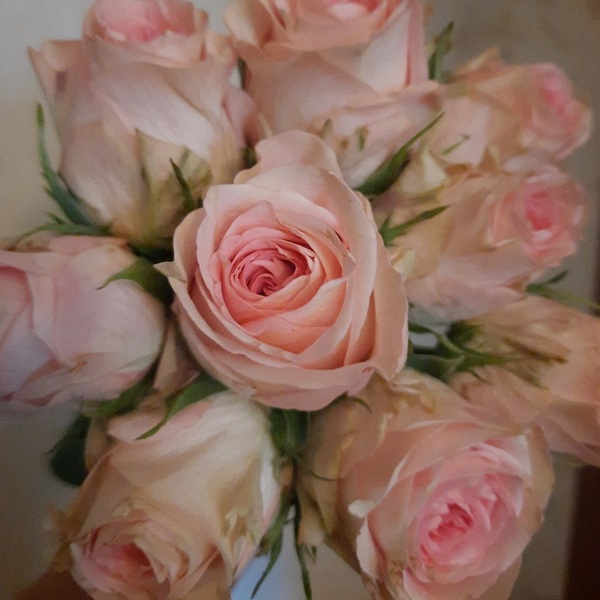 Світ Сурендер — Sweet Surrender