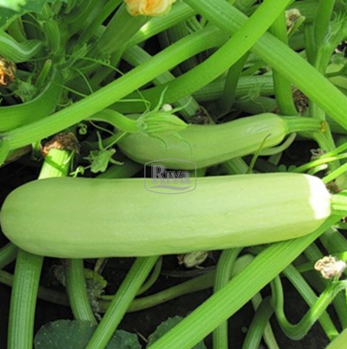 Кабачок іскандер 20 г