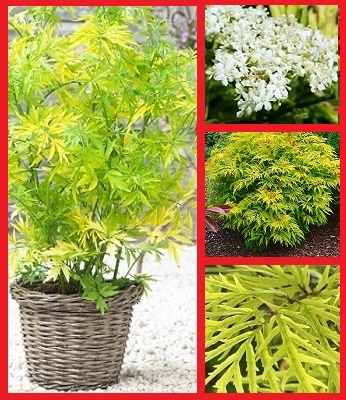 🌿 Бузина чорна "Golden Tower"