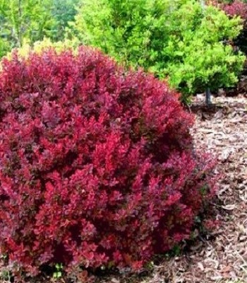 🌿 Барбарис "Deep Purple’ Betty" (Berberis thunbergii "Deep Purple’ Betty")