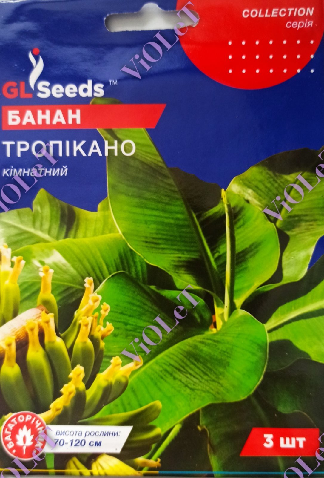 Банан Тропікано кімнатний, 3 шт. GL Seeds