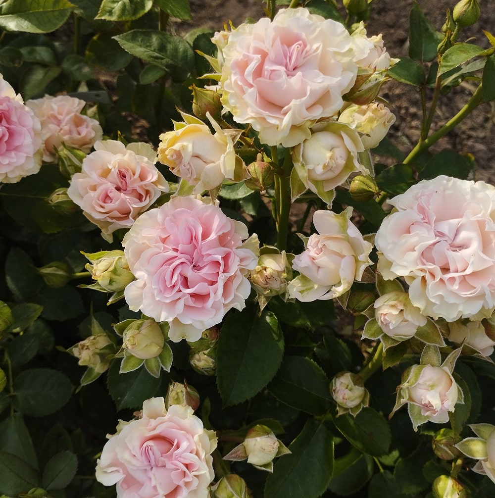 Світ Флоу (Sweet Flow)