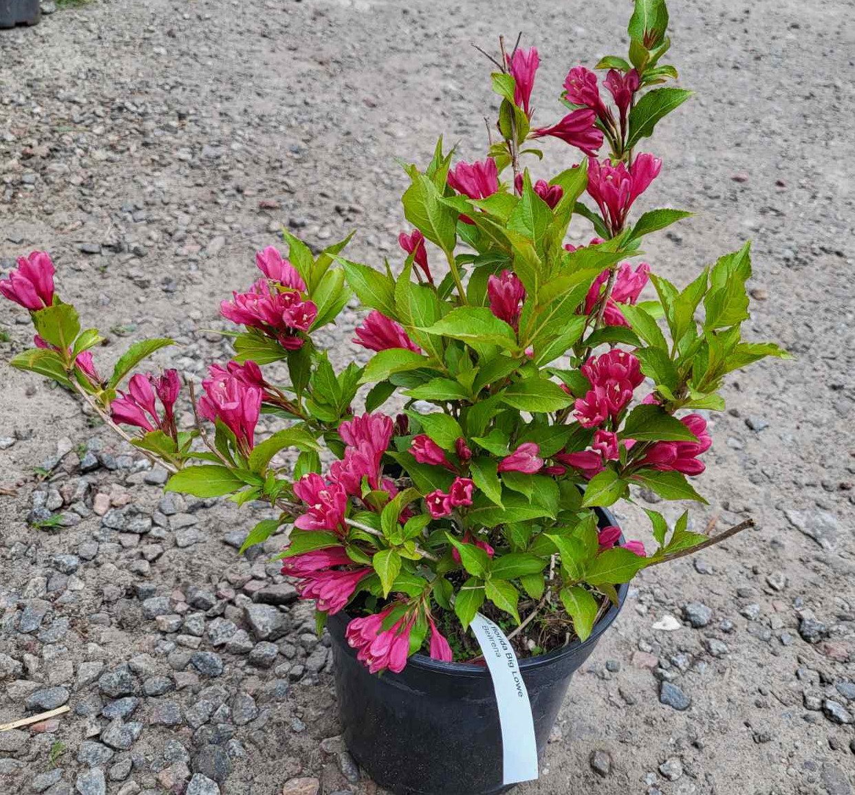 🌺 Вейгела квітуча Big Love (Вейгела "Біг Лав")