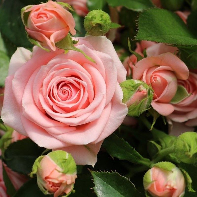 Оділія (Odilia)