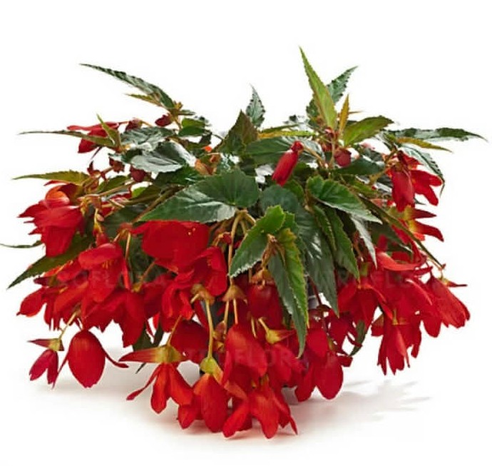 Бегонія Dreams Waterfall Encanto Red