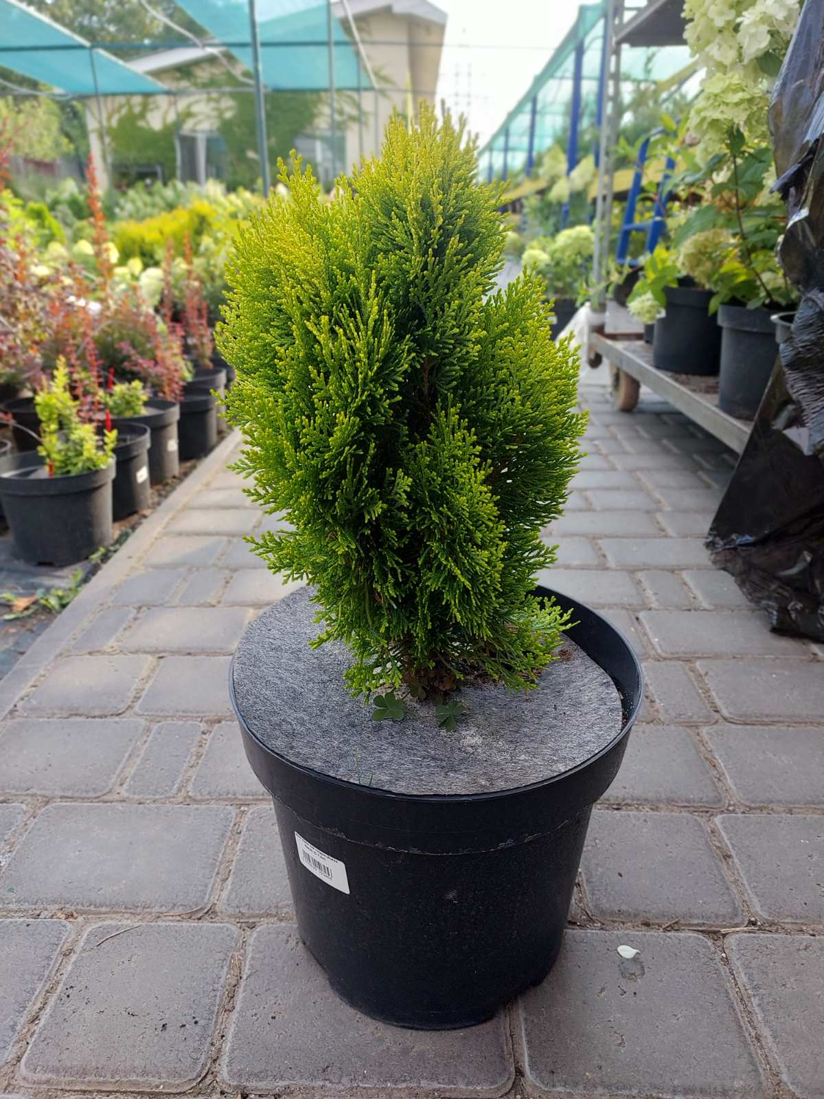 🌿 Туя східна 'Елегантісіма' (Thuja orientalis 'Elegantissima')