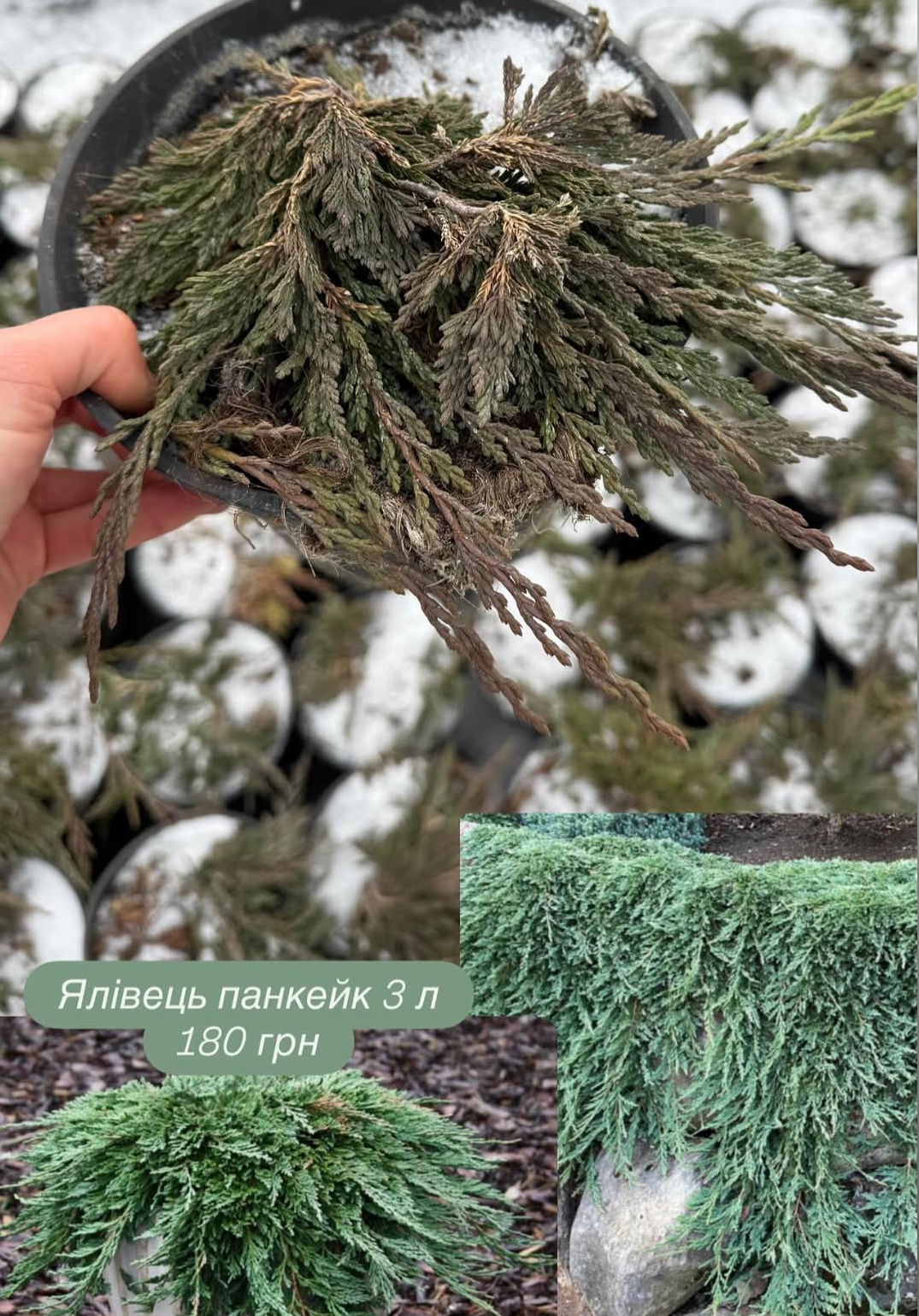 Ялівець панкейк 3 л