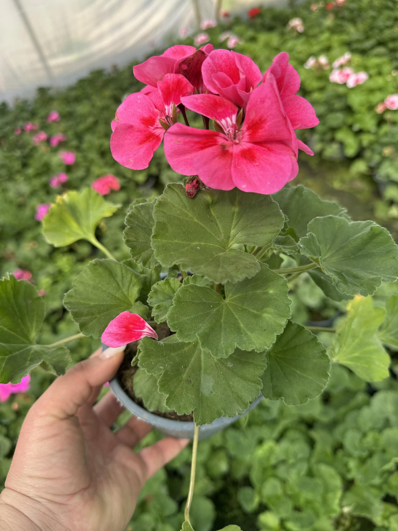 Пеларгония зональная Castello Tammo Rose Eye (в горщику р.12)