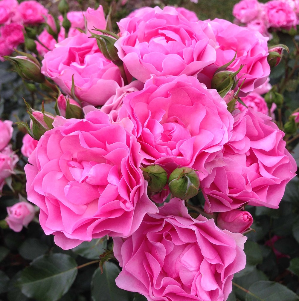 Ай Ем Грейтфул (I am Grateful)