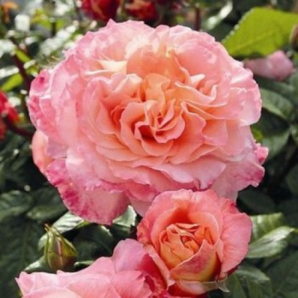 Троянда чайно-гібридна Августа Луїза