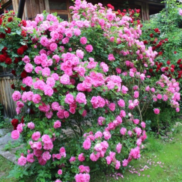 Морден Сентенніал (Morden Centennial)