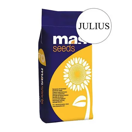 Насіння соняшнику Julius MAS Seeds, насіння високоврожайного соняшнику Мас сідс