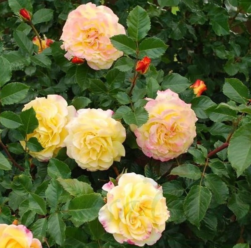 Ругельда (Rugelda)