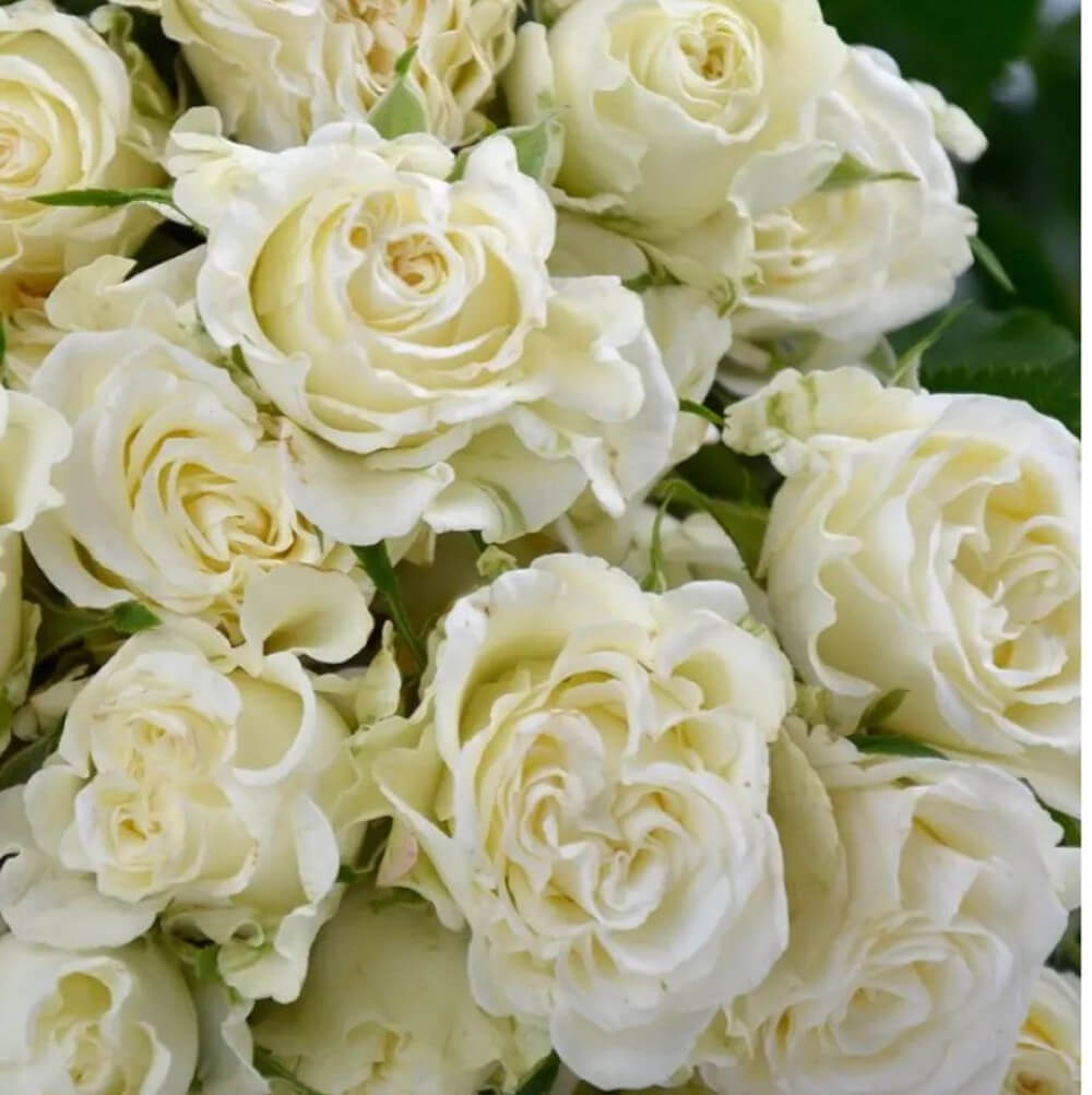 Айс Флоу (Ice Flow)