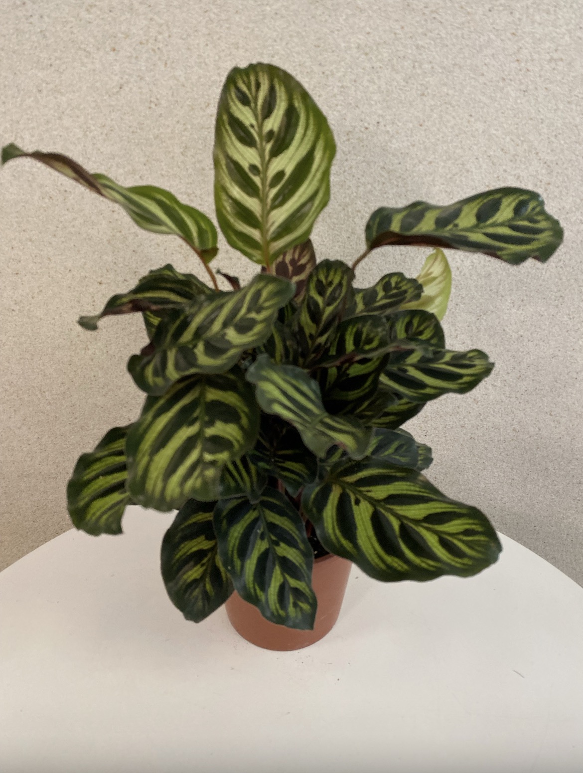 Calathea