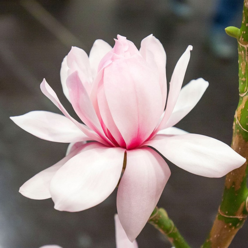 Магнолія Pink Beauty