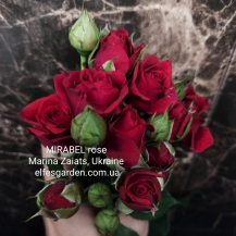 МІРАБЕЛЬ( Mirabel) сучасний спрей