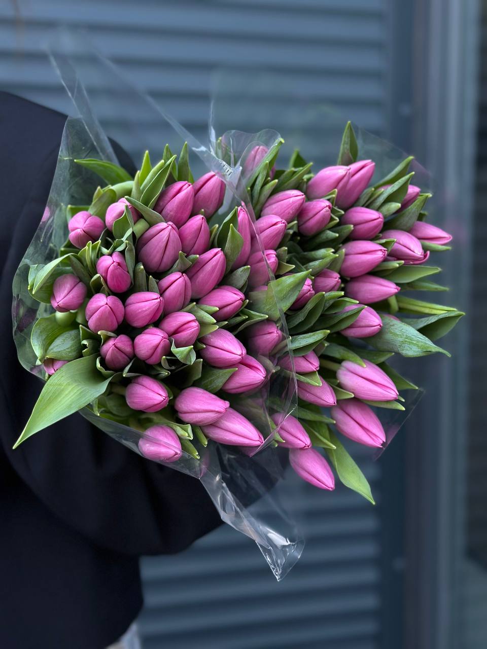 Тюльпан ліловий Польща