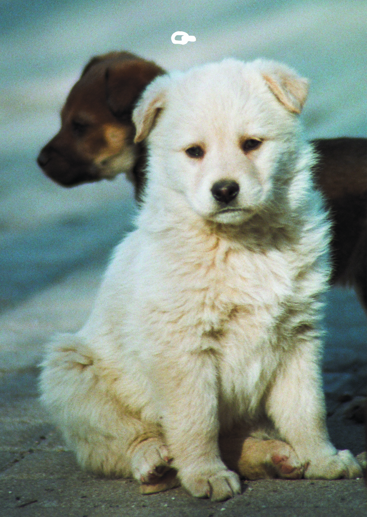 "PUPPIES" Листівка Lantsugi x Денис Сорокін