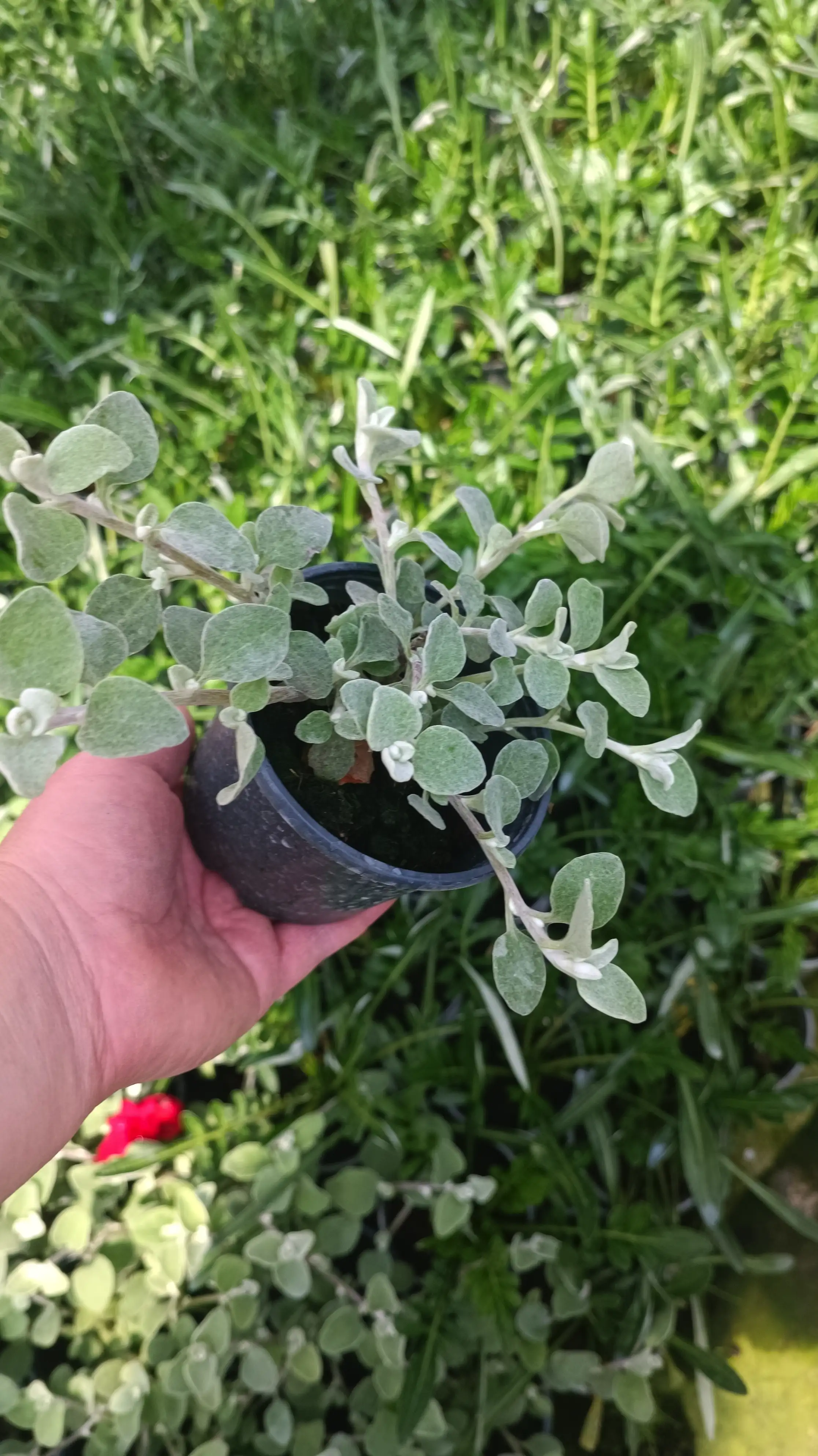 Геліхризум petiolare Microphylla (касетна розсада)