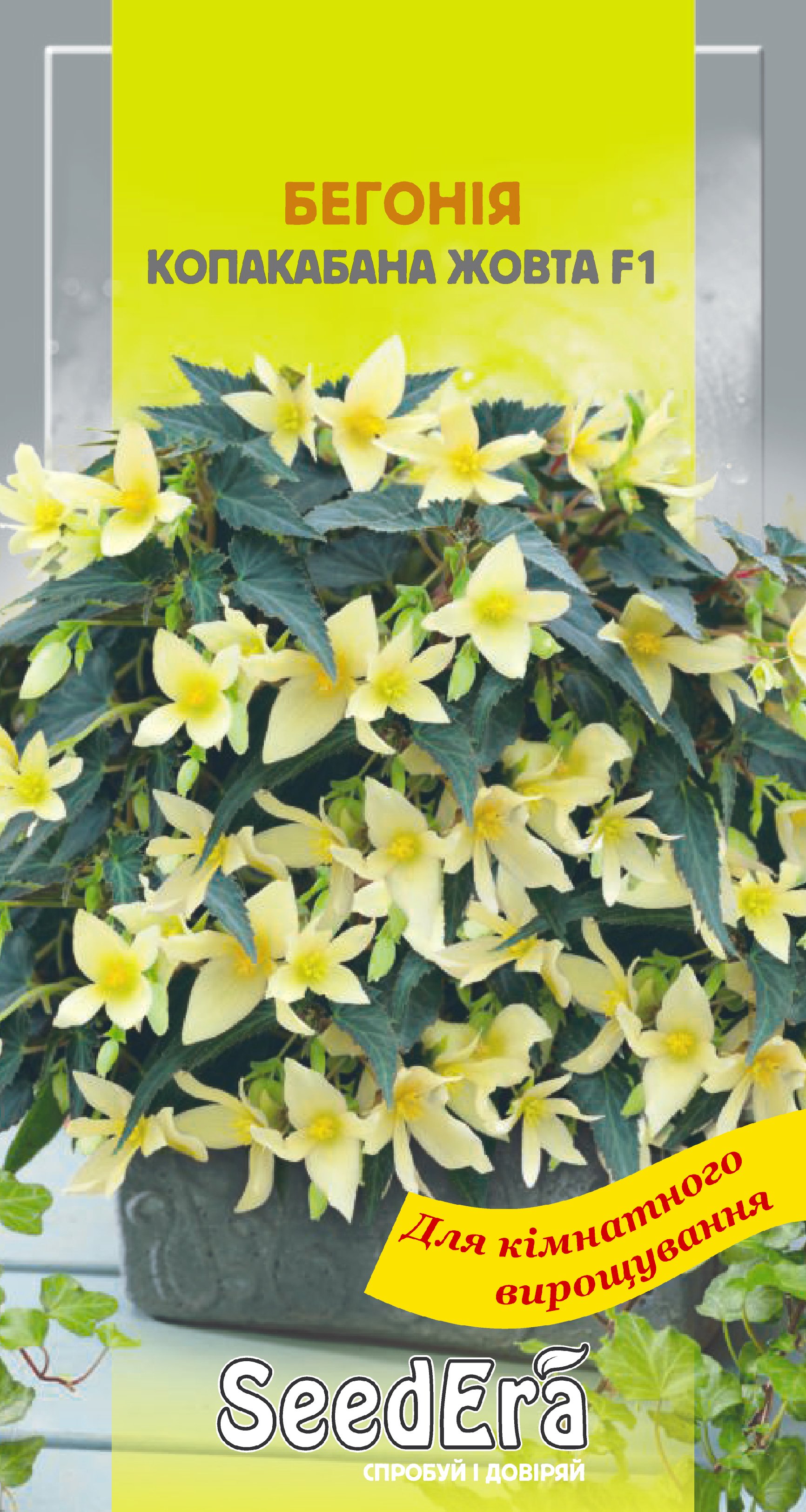 Насіння Міні-кімнатні Квіти Бегонія болів. Копакабана жовта F1, 5шт.