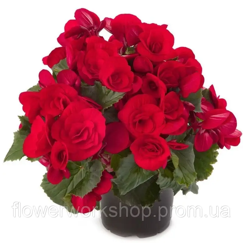 Бегонія Barkos Baladin (касетна розсада)