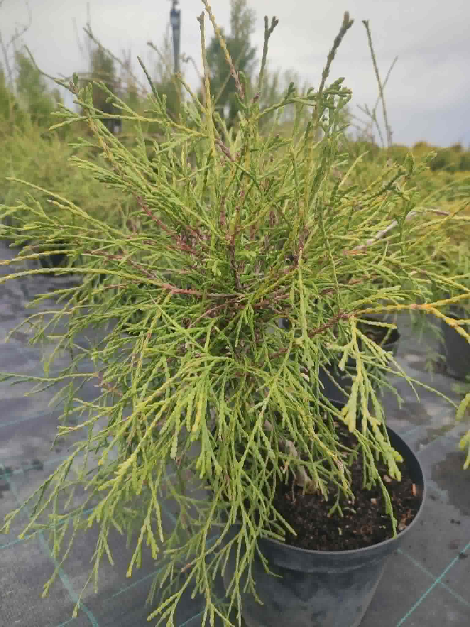 Туя "Filiformis"