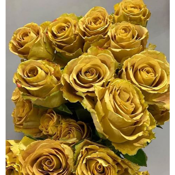 Хартс оф Голд (ч/г) — HEART OF GOLD