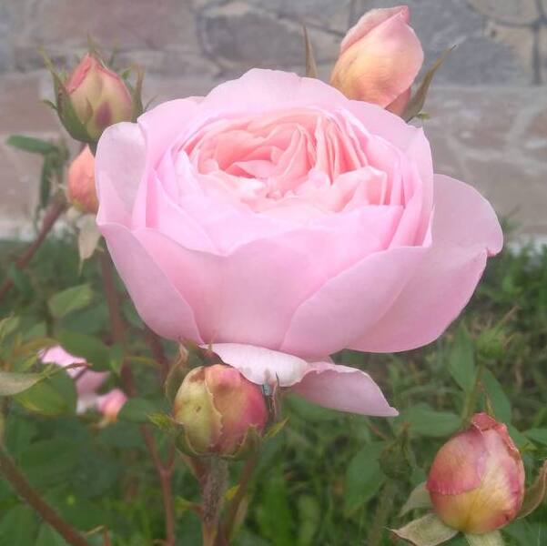 Sonia Rykiel  - Соня Рікель