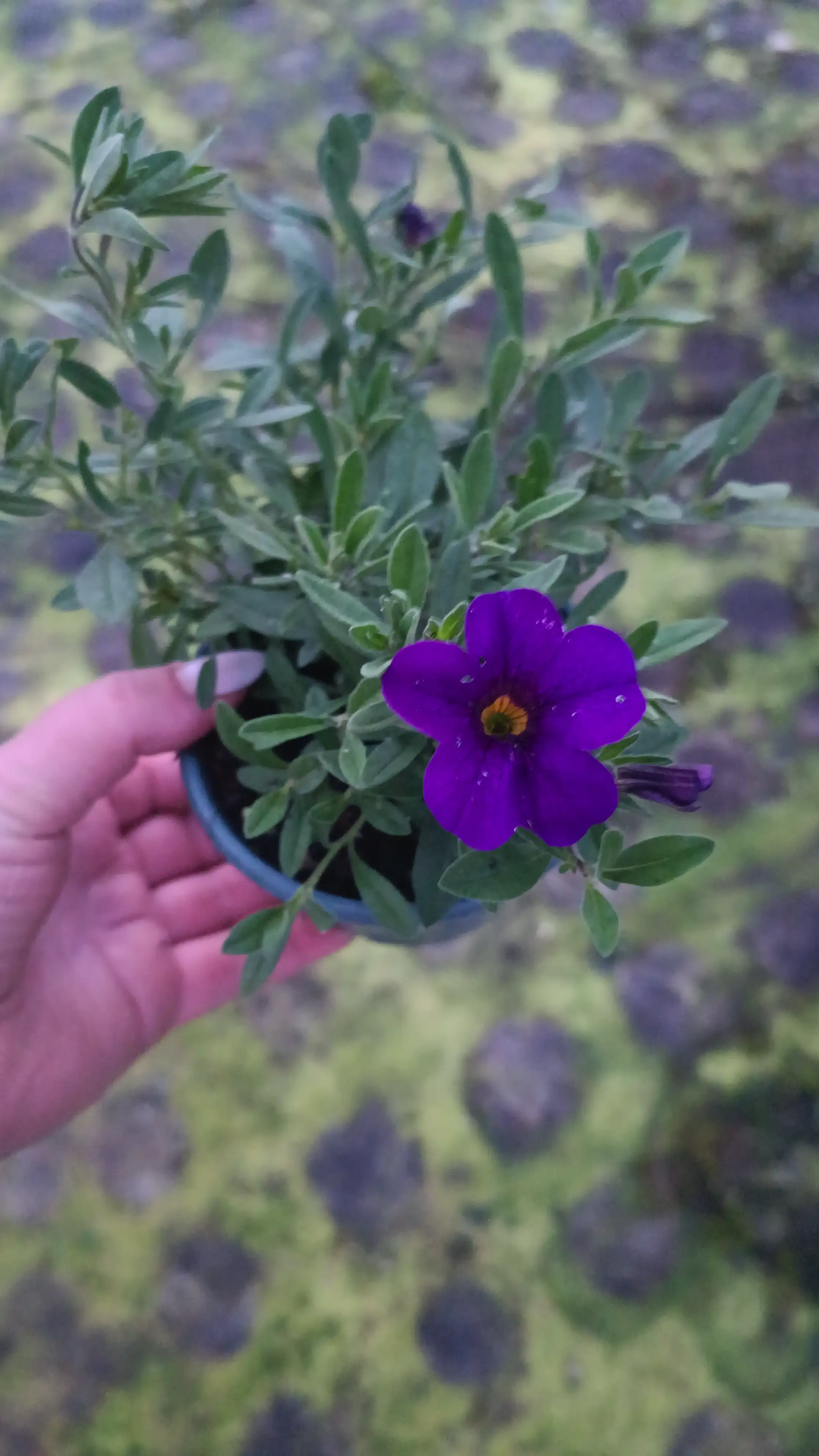 Калібрахоа Cabaret Early Deep Blue (в горщику р.10)