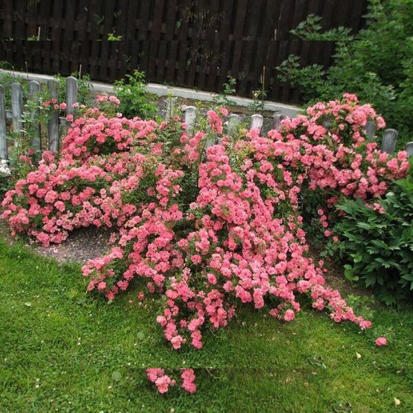 Ferdy — Ферді