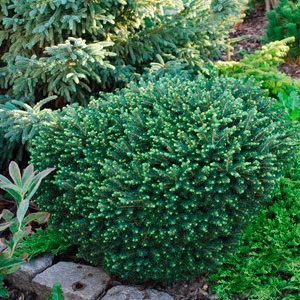 🌿 Ялинка 'Karel' (Picea abies 'Karel') в касеті