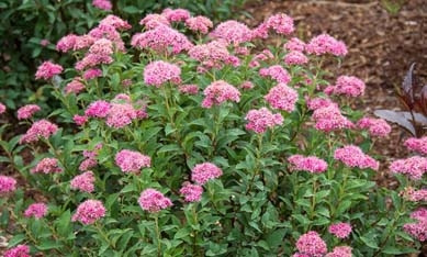 🌿 Спірея Бумальда (Spiraea bumalda)