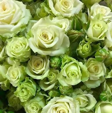 Грін Глоу (Green Glow)