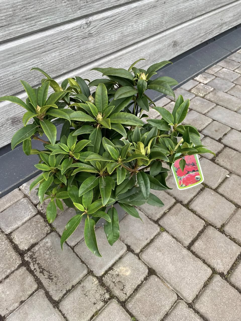Рододендрон 'Mary Forty' (Rhododendron 'Mary Forty')