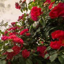 Кримська червона — Krymskaya Krasnaya