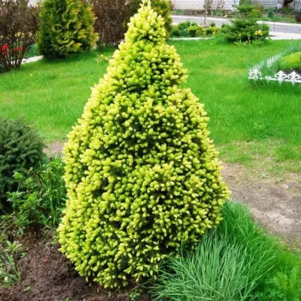 🌿 Ялинка 'Biesenthaler Fruhling' (Picea abies 'Biesenthaler Fruhling') в касеті