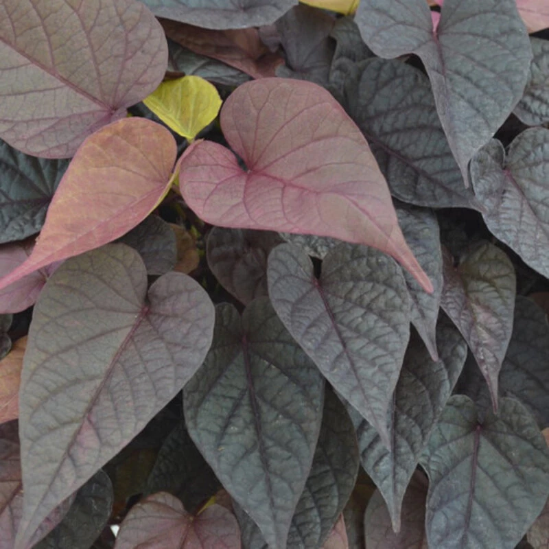 Іпомея батат (Ipomoea batatas)