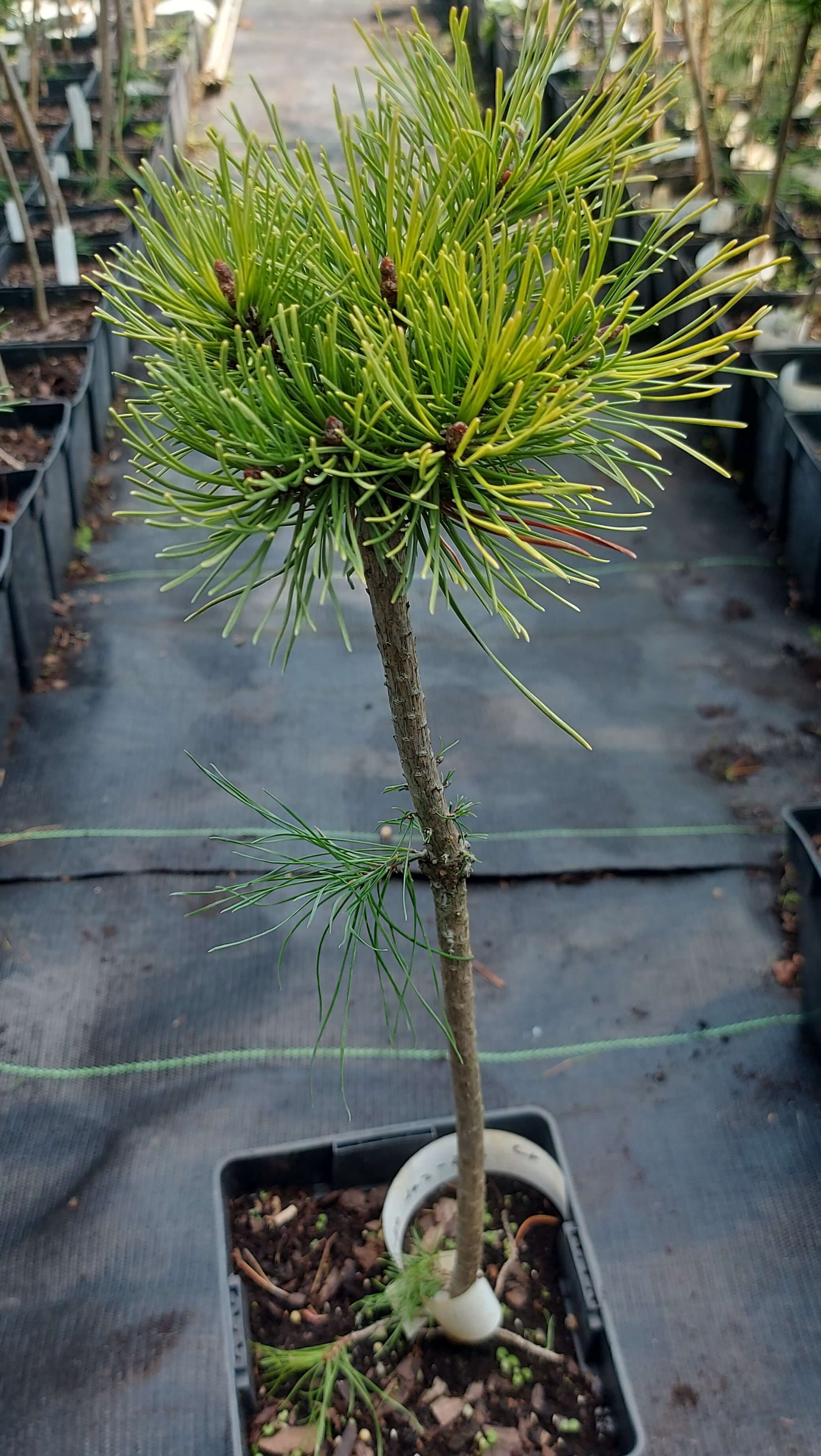 Cосна гірська 'Джаз' (Pinus mugo 'Jaz')