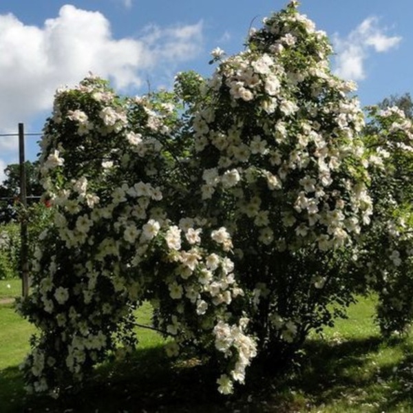 Невада — Nevada (гібрид Moyesii)