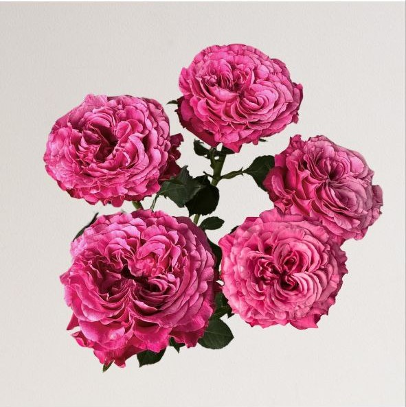 Бі Грейшес (Be Gracious)