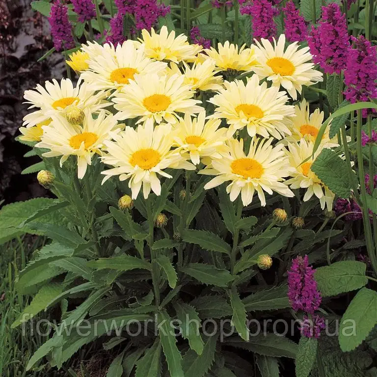 Ромашка Леукантемум Banana Cream - в горщику 10