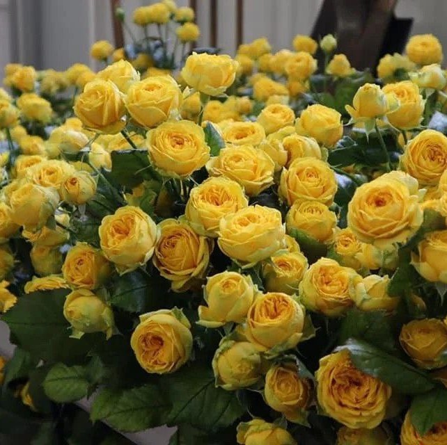 Луна Трендсеттер (Luna Trendsetter)