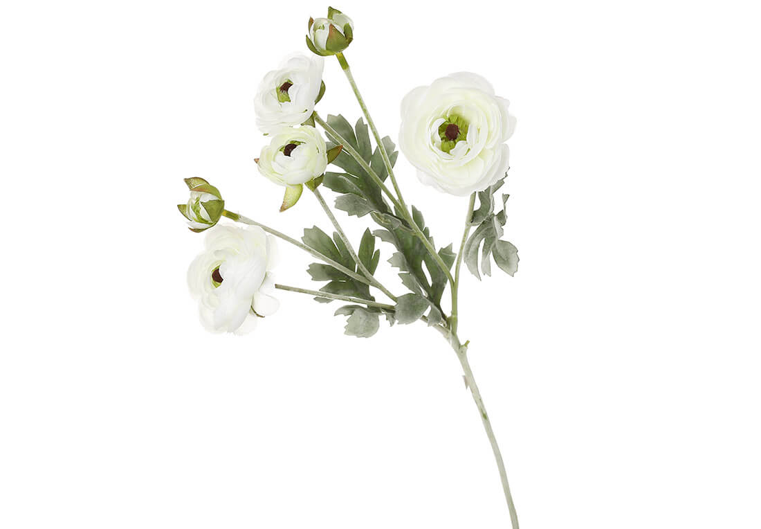 Гілка ранункулюса