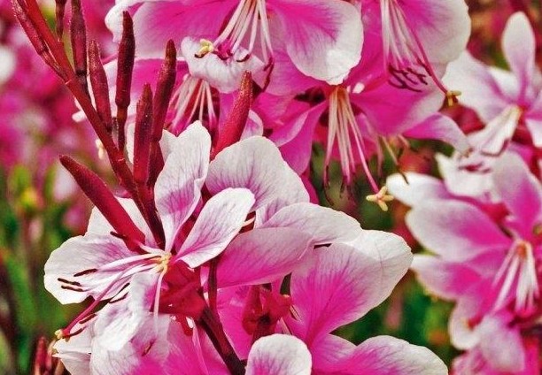 Гаура Siskiyou Pink ( в горщику )