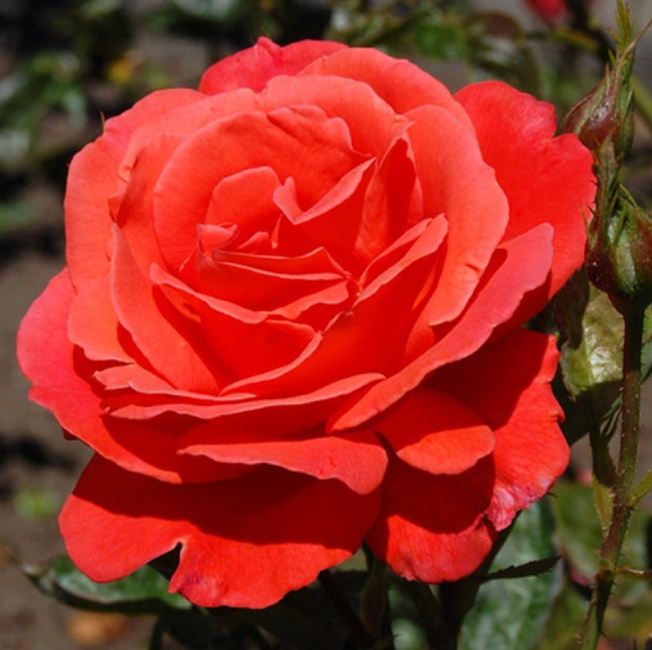 Троянда чайно-гібридна Лідка