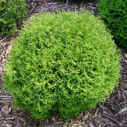 Туя західна Tiny Tim