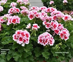 Пеларгонія зональна Dolomites Fantastic